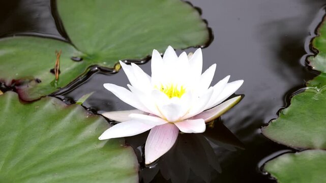 Nymphaea virginalis flowers blooming on the pond in the botanical garden 