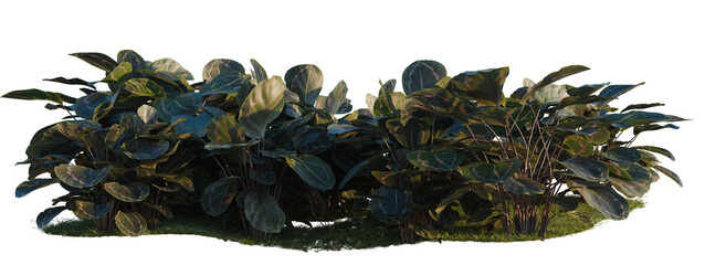 Fototapeta premium Calathea roseopicta tree shrub, plant bush, cutout, isolate transparent background, Lush Green Plant with Vibrant Foliage on a Patch of Earth - Natural Garden Element