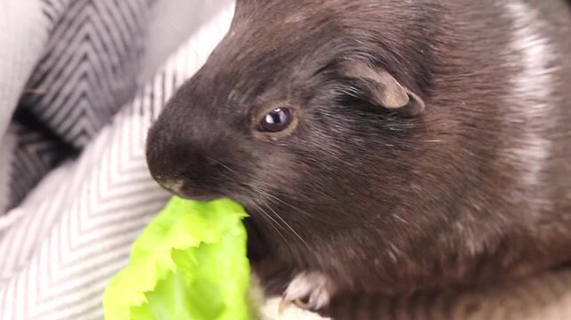 Dark brown guinea pig nibbles on a crisp piece of green lettuce while resting comfortably on a patterned fabric blanket inside a quiet home setting during the day