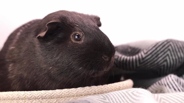 Small black guinea pig rests comfortably inside a decorative basket with a patterned blanket indoors during the afternoon light while observing its environment with curiosity and soft fur texture