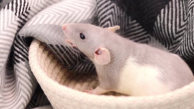 Tiny grey rat relaxes inside a woven fabric basket tucked away under a soft blanket during a quiet afternoon in the house