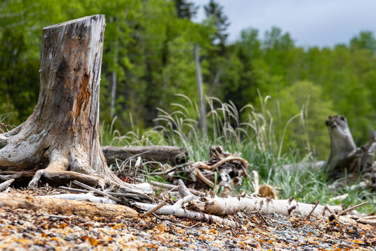 Gaspesie, Quebec, 07 June 2026 : A weathered tree stump with exposed roots stands on a pebbly shore with green foliage in the background.