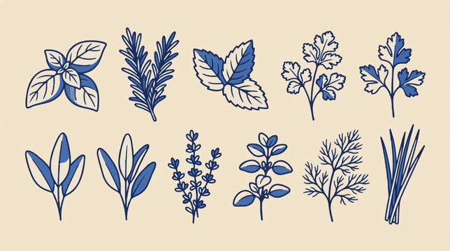 Vintage botanical herb illustrations, blue hand drawn culinary herbs set, organic garden plant vector icons for kitchen decor
