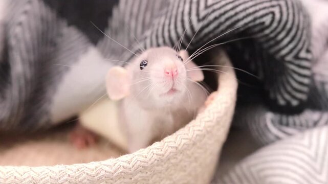 Tiny rat sits tucked away under a warm blanket inside a small woven basket, relaxing in a quiet room during the day while observing the surrounding area with curious eyes and twitching whiskers
