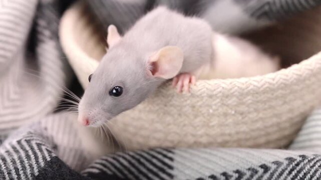 Little gray and white rat relaxes comfortably inside a soft woven basket while resting during the afternoon hours at home with a patterned blanket nearby for warmth and comfort