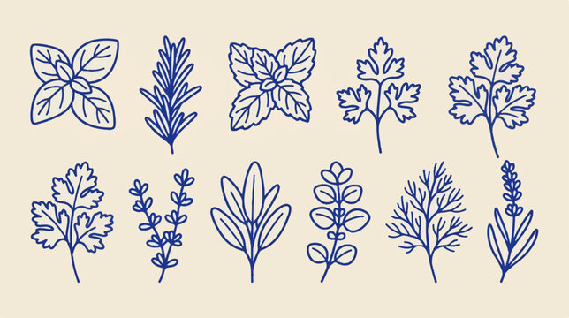 Vintage hand drawn herbs vector set, blue ink botanical line art illustrations of culinary plants, 11 organic herb icons for kitchen branding