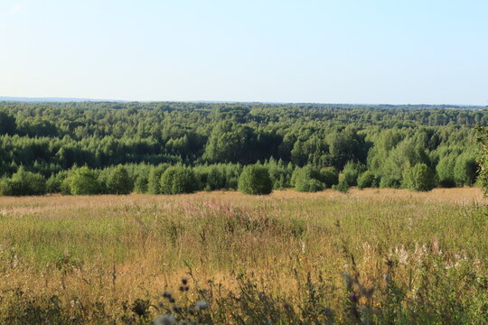 A grassy field and forest in northeastern Europe on a sunny late summer day