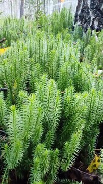 Dense green club moss covering forest floor with tree trunks in background. Camera moves through Lycopodium vegetation. Nature and woodland ecosystem concept.