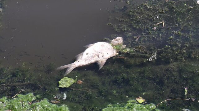Dead fish floating belly up in dirty pond water filled with green algae and aquatic vegetation. Ideal for environmental pollution projects, ecological crisis media, and conservation research
