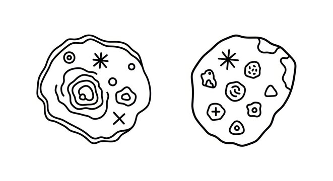 Cell biology structure illustration.