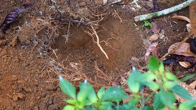 Person using a hoe to dig brown soil, revealing roots, in a garden