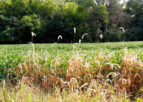 Golden wheat edges a cornfield