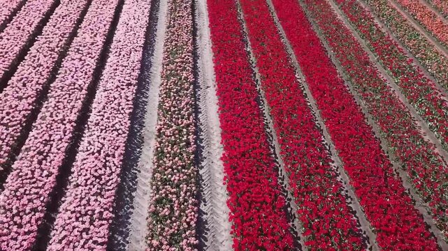 High-speed aerial drone footage flying over a vibrant tulip field in Drenthe, Netherlands. The shot showcases rich patterns of red, orange, and white flowers in full bloom across the rural landscape