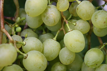 Bright green grapes cluster tightly on the vine under soft natural light. © Marsy