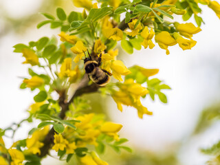 A bee collects nectar on a yellow acacia. Acacia tree branch with green leaves and yellow flowers. © Dmitrii Potashkin
