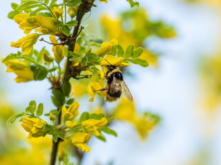 A bee collects nectar on a yellow acacia. Acacia tree branch with green leaves and yellow flowers. © Dmitrii Potashkin
