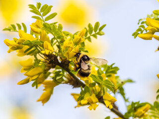 A bee collects nectar on a yellow acacia. Acacia tree branch with green leaves and yellow flowers. © Dmitrii Potashkin