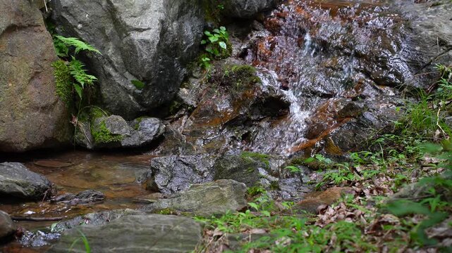 Clear and Cold Water Trickling Down Mossy Rocks in a Lush Green Forest Stream