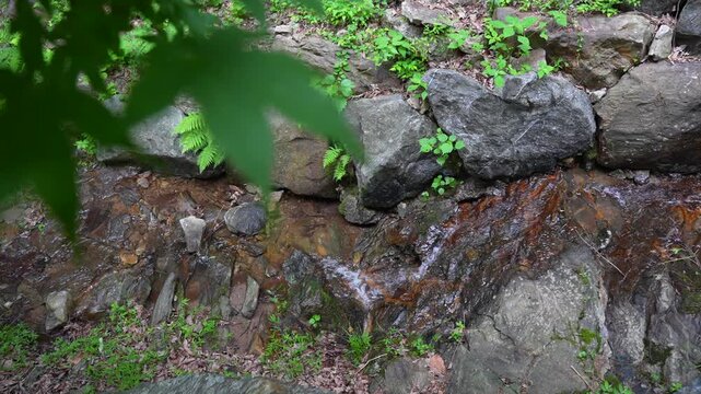 Clear and Cold Water Trickling Down Mossy Rocks in a Lush Green Forest Stream