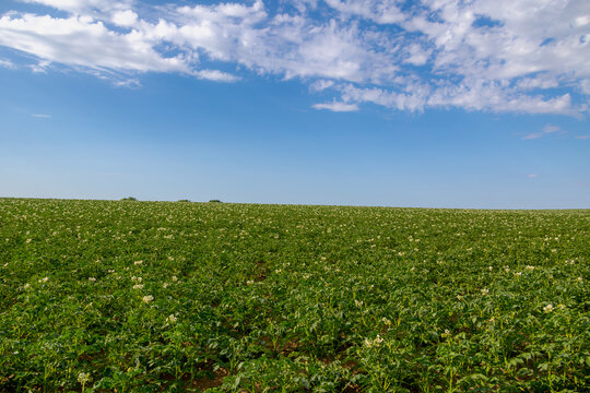 Agriculture and farm industry, Terrain of countryside in Zuid-Limburg, Farmland with green potatoes vegetables plants with plot on hillside, A starchy tuber of the plant Solanum tuberosum, Netherlands