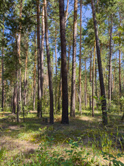 Fototapeta premium A Serene Forest Landscape Featuring Tall Trees, Lush Green Vegetation, and Soft Sunlight Filtering Through the Canopy in a Peaceful Natural Environment