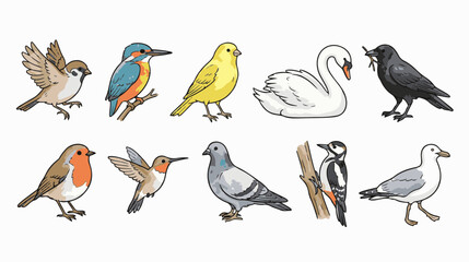 Obraz premium Hand-drawn bird collection with 10 vector illustrations. Colorful avian species set featuring swan, robin, and kingfisher. Wildlife bird icons.