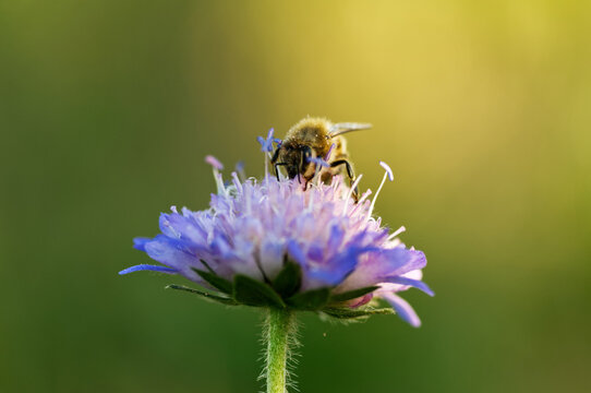 bee on a flower