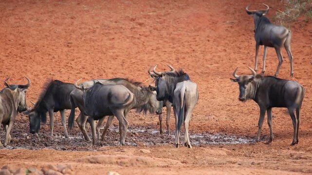African wildebeest herd at waterhole, blue wildebeest drinking in savanna, wild gnu group on red soil, safari wildlife documentary footage
