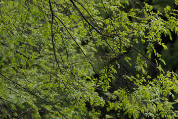 Fototapeta premium Green Tree Canopy and Intertwined Branches in Spring