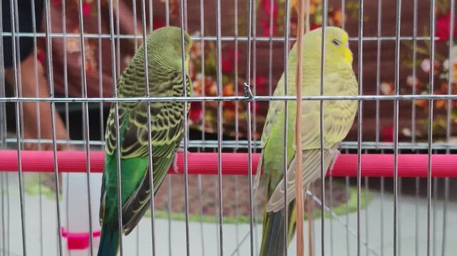 Two colorful budgerigar parakeets sitting on a perch inside a metal wire cage in a home setting