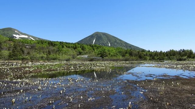 【4K】八甲田山麓に咲くミズバショウの群落と残雪の山並み：春の湿原と清らかな雪解け風景。青森の大自然を捉えた絶景映像素材	[4K] Asian Skunk Cabbage (Lysichiton) Colony in Mt. Hakkoda Foothills: Spring Wetland with Snow-Capped Mountains in Aomori 撮影日：20260601-2