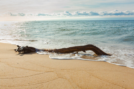 An old tree stump on the shore of the Baltic Sea. A huge, wet piece of wood washed ashore by the sea. Hel, Hel Peninsula, Poland, 