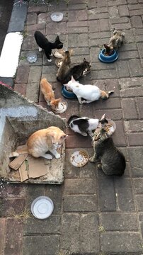 A group of many stray cats eating food together on a paved outdoor ground.