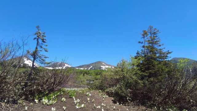 【4K】八甲田山麓に咲くミズバショウの群落と残雪の山並み：雪解けの湿原に春の訪れを告げる純白の花。青森の美しい残雪景観と自然映像素材 [4K] Asian Skunk Cabbage Colony Blooming in Mt. Hakkoda Foothills: Snow-Capped Mountains and Wetland B-roll in Aomori　撮影日：202601-1