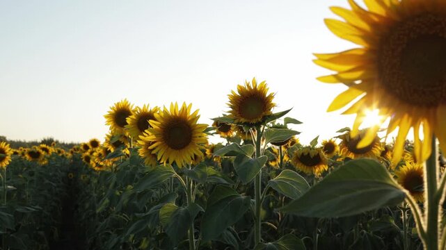 Golden sunflowers sway gently in the warm sunlight of a summer field