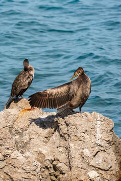 Pair of great cormorants resting on coastal rocks above the Adriatic Sea. Concept of wildlife observation, marine ecosystem and natural biodiversity