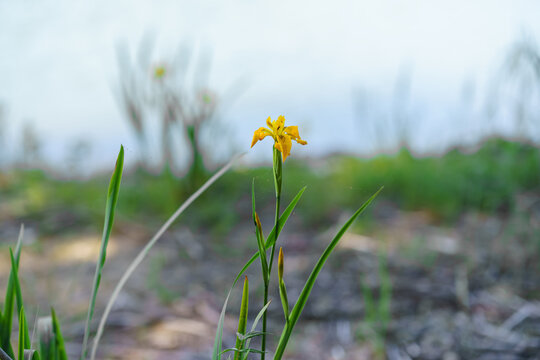 Yellow flag iris flowers growing naturally in wetland vegetation near forest habitat. Concept of native plants, biodiversity and ecological preservation
