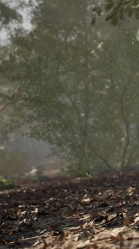 Trees stand in a forest as mist fills the air. Rocks and soil cover the ground, creating a natural setting. Light filters through the leaves as dawn breaks.