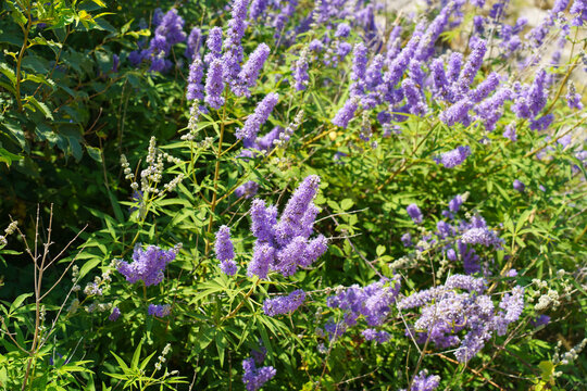 Purple blossoms of chaste tree (Vitex agnus-castus) growing in Mediterranean nature