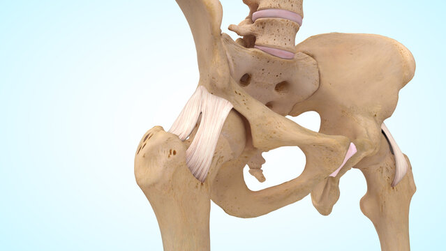 The iliofemoral ligament of 3d illustration