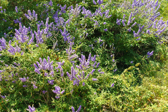 Purple blossoms of chaste tree (Vitex agnus-castus) growing in Mediterranean nature
