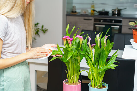Young woman gently inspecting blooming pink calla lilies in decorative pots inside a modern apartment. Lifestyle scene representing indoor gardening, plant care, home wellness, sustainable living
