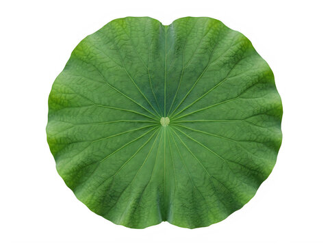 A single, vibrant green lotus leaf, viewed from above, showcasing its intricate vein structure and wavy edges, isolated on a pure transparent background