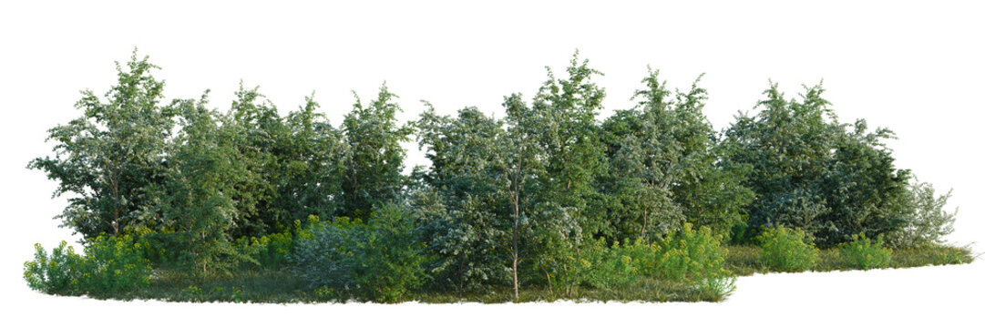 Caltha palustris, Crataegus monogyna and Euphorbia palu tree line, Forest Edge, Backdrop cutout, isolate transparent background