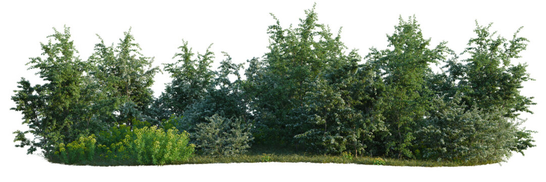 Caltha palustris, Crataegus monogyna and Euphorbia palu tree line, Forest Edge, Backdrop cutout, isolate transparent background