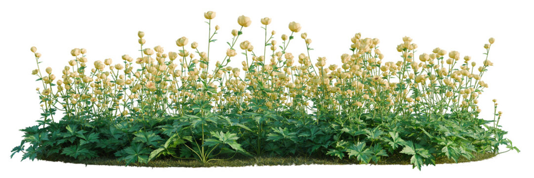 Trollius europaeus tree line, Forest Edge, Backdrop cutout, isolate transparent background, Lush flower bed with vibrant blooms, ideal for landscaping and garden design projects.