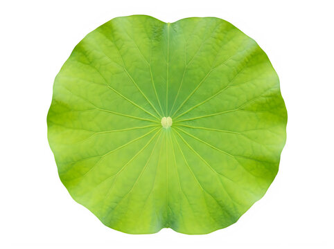 Top view of a fresh green lotus leaf isolated on transparent background