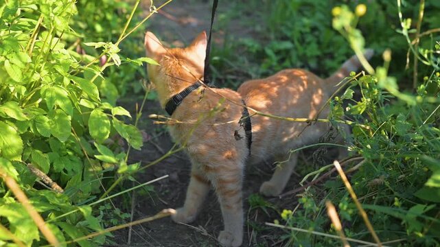An orange cat walks around a garden while wearing a leash. The animal investigates the plants and enjoys the outdoor environment under bright sunlight