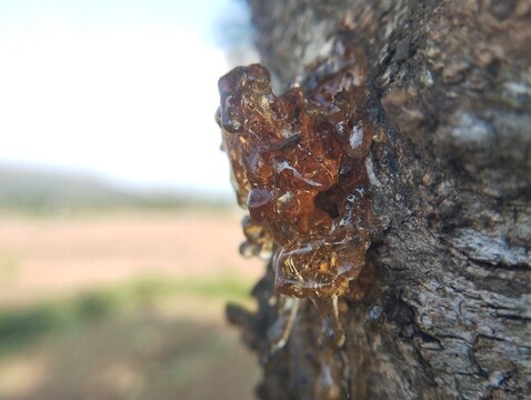 Close up view of golden amber sap on tree bark with an open field background.
