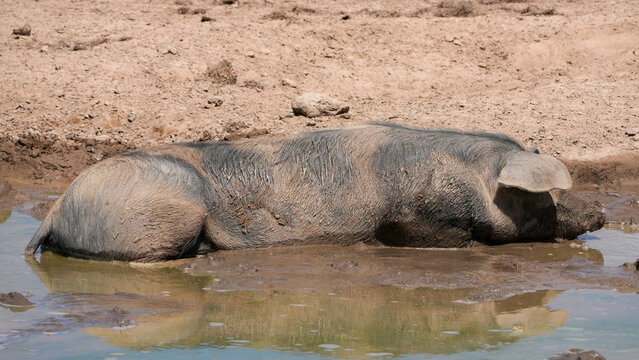 domestic pig wallowing in a muddy pool